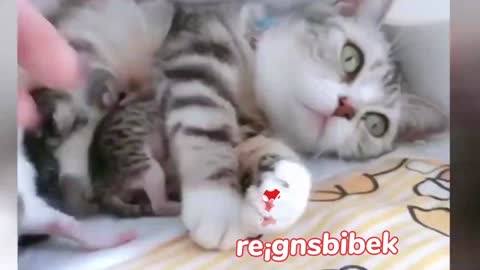 Cutest cat video on internet today♥♥♥