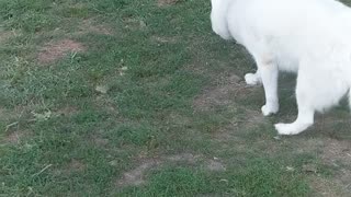 Husky Bamboozled By Fake Bunny