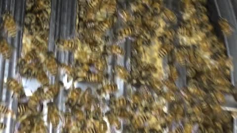 Found a lot of bees in the warehouse