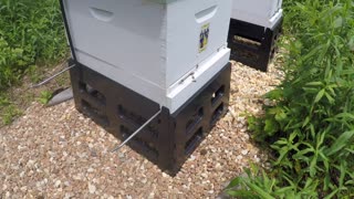 Double Hive Check 20200515