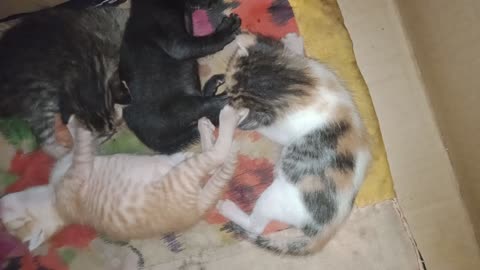 Meet these sleepy adorable 7-day old kittens