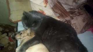 Cat hugs passionately and licks a small dog