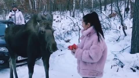 An incredibly friendly moose absolutely loves human company