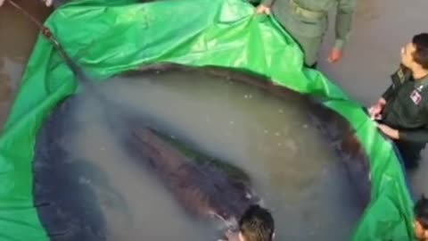 This is the heaviest freshwater fish caught onrecord