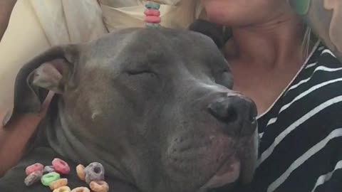 Sleepy Pit Bull Snores As Owner Stacks Cereal On His Head