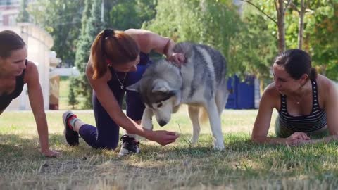 TOP 10 Awesome Commands Every Dog Should Know! Basic Dog Training