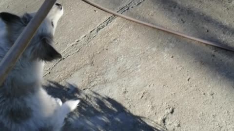 Little dog playing with broom