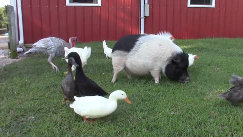 A pig, a turkey, some ducks, and some chicks