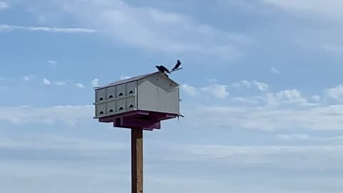 Purple Martins on a beautiful Summer day