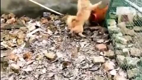 Chicken Vs Dog Fight | Funny Moment Animals