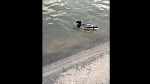 See the beautiful ducks with the wonderful sunbed fish ❤️💛🧡