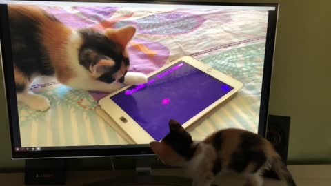 Kitten Watches Herself Playing With Tablet On TV
