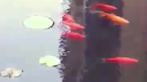Плавают рыбы