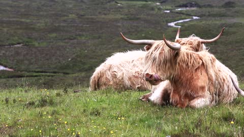 A rare breed of cow you never knew are groomed.