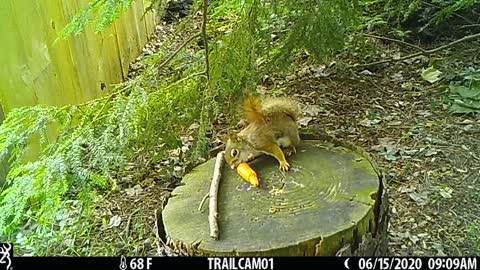 Red squirrel eating carrot