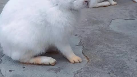 Rabbit funny moments of kindness video