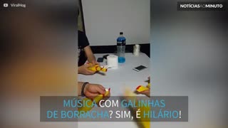 Galinhas de borracha são "ótimos" instrumentos musicais!