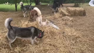 Huskies playing in the straw!