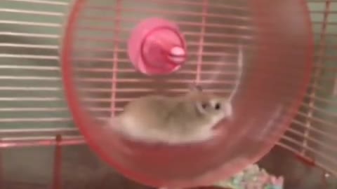 HAMSTER WHEEL FAIL