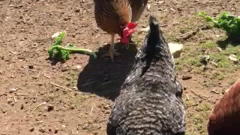 Chickens and guineas having a meal
