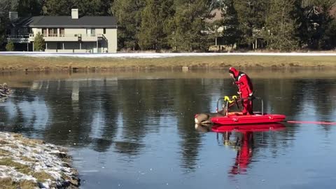 Oregon Firefighters Rescue Deer From Frozen Pond