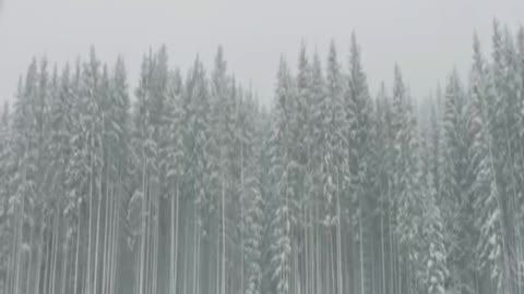 A winter storm with tall trees moving around