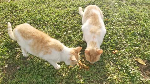 My cats are eating