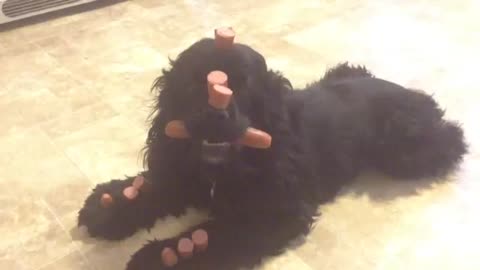 Cocker Spaniel dog shows off amazing tricks
