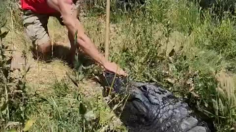 Elvis the 12 foot Alligator! #shorts #shortvideo