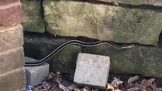 I watched snake in my house!!