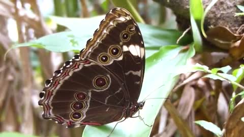 morpho facts