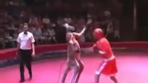 Kanguroo vs human fight!