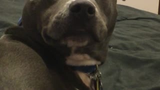 Sleeping pitbull blue collar stares at owner on bed