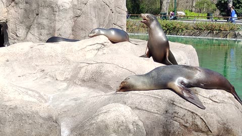 4K Video for sea lions (A new video illustrates the emotions, behaviors ,