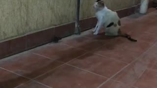 A cat and mouse playing amazing