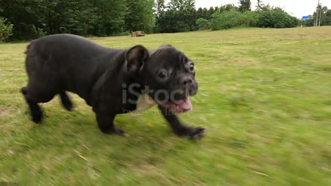 Black French Bulldog Puppy Running Outdoor 2022