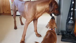 Gentle dog sweetly tolerates greedy puppy