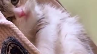 Cute kitten play with new bed