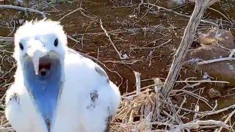 Baby_albatross_adorably_begs_hiker_for_food_in_the_Galapagos_Islands(360p).mp4