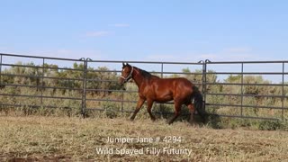 2020 Wild Spayed Filly Futurity/ Juniper Jane #4294