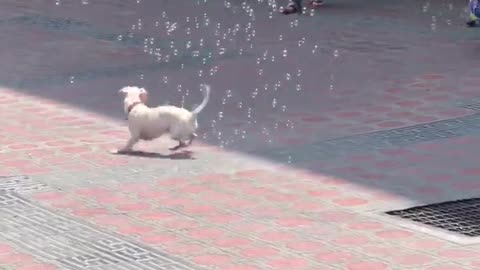 Puppy Playing with Soap Bubbles