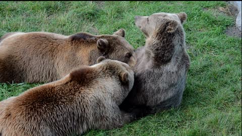 Bear family playing!