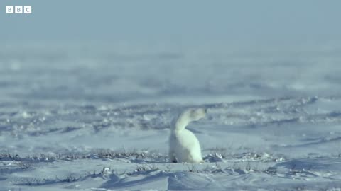 Arctic Fox Hunts With Its Ears | Snow Animals | BBC Earth