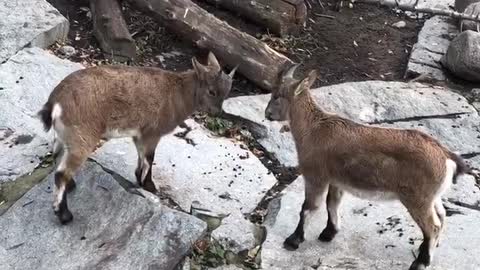 Quarrel of two mountain goats