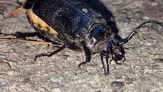 Broad-Necked Root Borer Beetle