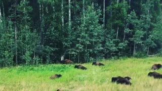 Bison Herd Relaxing on the Roadside