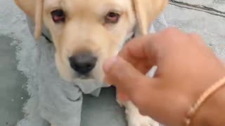 Labrador puppy training