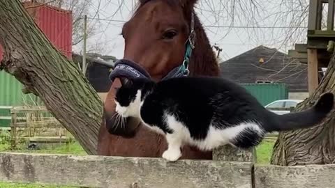 Cat and Horse Have Become Best Friends