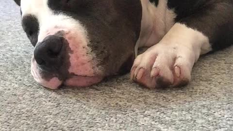 Bully dreaming and snoring