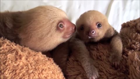 When The Moment Of Baby Sloths Being Sloths